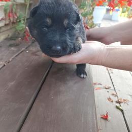 Purple Collar - Black and tan female German Shepherd puppy in Greensburg, Kentucky from Judds German Shepherds