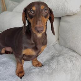 Sugar - Chocolate and tan female Dachshund puppy in Augusta, Georgia from Cherokee Hill Dachshunds