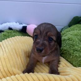 Chrissy - Red female Dachshund puppy in Wolf Lake, Indiana from Canisteo Dachshunds