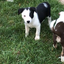Border Collie Puppies from Dahlia Lane