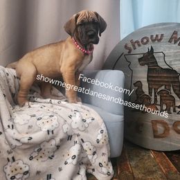 Pink Collar - Fawn female Great Dane puppy in Alton, Illinois from Show Me Great Danes and Basset Hounds