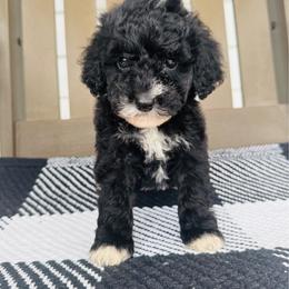 Dolly - Black female Goldendoodle puppy in Auburn, Indiana from Martin’s Doodles