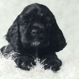 Naomi - Black female Cocker Spaniel puppy in Byram, Mississippi from Chloe's Cocker Spaniels