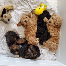 Poodles from Dawn Campbell