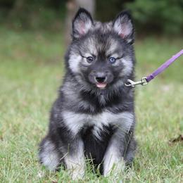Sage - Wolf sable male Pomsky puppy in Missouri from Husky Hill Kennel