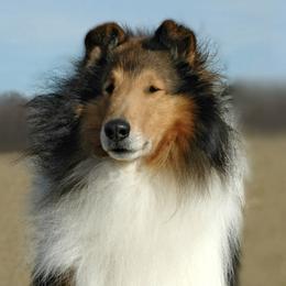 Collies from Wyndham collies