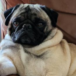 Brody - Pug