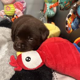 Labrador Retriever Puppies from Rustic Ridge Labradors
