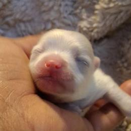 Valentina - Cream female Pomeranian puppy in Los Angeles, California from Pommies of LA