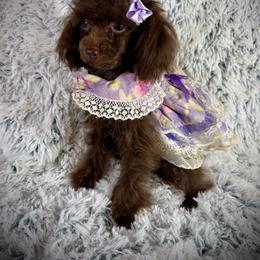 Poodle puppies from Sheri’s Lil Angel’s