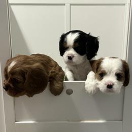Cavalier King Charles Spaniel puppies from Ethan McBride