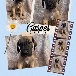 Casper - Fawn male Great Dane puppy in Longview, Texas from Noctua Kennels