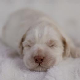 Petal - Caramel female Australian Labradoodle puppy in Redding, California from Shasta Royal Monroe Puppies