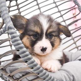 Pembroke Welsh Corgi Puppies from MG Corgis