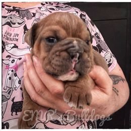 Hank - Lilac tri-color male Bulldog puppy in Ranson, West Virginia from EMR’s Bulldogs