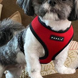 Shih Tzu Puppies from Grandma Ts Precious Puppies