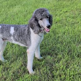 Poodles from Kristen's Poodles