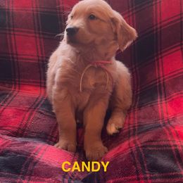CANDY-PINK COLLAR - Dark golden female Golden Retriever puppy in Berea, Kentucky from Lucky Golden Ranch