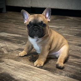 Ford - Fawn and white male French Bulldog puppy in Ashland, Ohio from HazyDayFrenchies