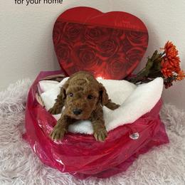 Shadow - Red  male Poodle puppy in Prairie Grove, Arkansas from Loves Toy Poodles