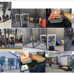 Labrador Retriever Puppies from Harvest Moon Farm