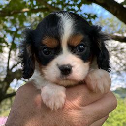 1st pick tri - Tri-color male Cavalier King Charles Spaniel puppy in Graysville, Tennessee from Country Goldens and Mountain Top Cavaliers