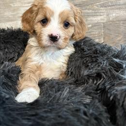 Taylor - Red male Cavapoo puppy in Osseo, Michigan from Smiths Fluffy butts