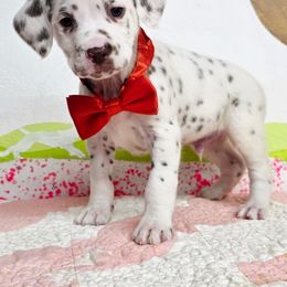 Dare - White and liver brown male Dalmatian puppy in Sedalia, Missouri from Missouri Dalmatians