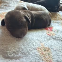 Girl 2 - Chocolate and tan female Dachshund puppy in Bowdon, Georgia from Doodle Bugs Doxies