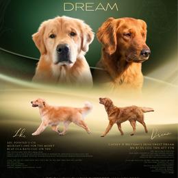 Golden Retriever puppies from Glimmer Goldens