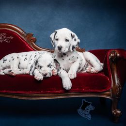 Dalmatian and Doberman Pinscher Puppies from Lorelei Legends