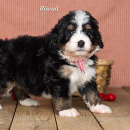 Biscuit - Tri-color male Bernedoodle puppy in St Joe, Indiana from Pawsh Bernedoodles