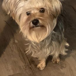 Yorkshire Terriers from Southern Yorkies by Trisha
