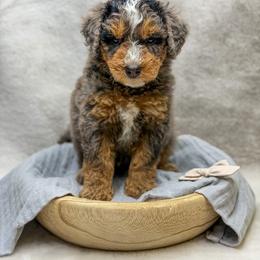 Horizon - Merle male Bernedoodle puppy in Williamson, New York from Lakeside Doodles