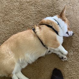 Pembroke Welsh Corgis from Carousel Corgis