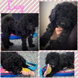Lucy (Yellow2) - Black female Goldendoodle puppy in Ankeny, Iowa from Iowadoodles2love