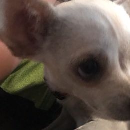 Companion Crosses and Dachshunds from Fulton Family Puppies