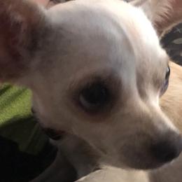 Companion Crosses and Dachshunds from Fulton Family Puppies