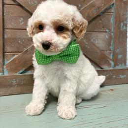 Boy 1 - Red  male Goldendoodle puppy in Calico Rock, Arkansas from Cottrell’s Poodles & Doodles