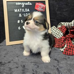 5 purple collar girl - Black and tan female Pembroke Welsh Corgi puppy in Harrisburg, Illinois from Parish Corgis