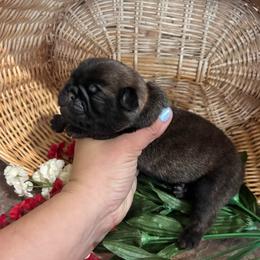 Orange collar - Fawn male Pug puppy in Tucson, Arizona from Furever Friends