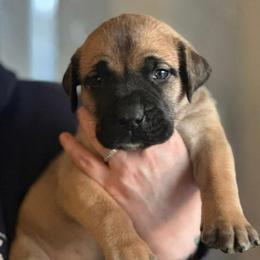Purple Collar Fawn Female - Fawn female Boerboel puppy in Wasilla, Alaska from Northland Boerboels