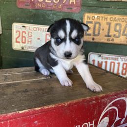 Bailey - Black and white female Siberian Husky puppy in Burnsville, North Carolina from Peterson Puppies