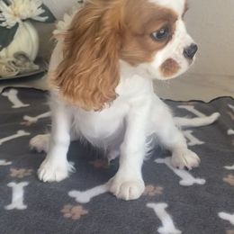 Cavalier King Charles Spaniel Puppies from Christina’s Cavaliers