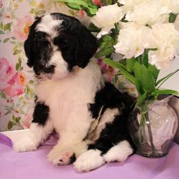 Noah - Black and white male Bernedoodle puppy in Peyton, Colorado from Peyton Doodles