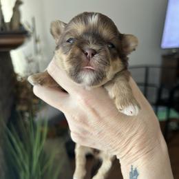 Chocolate liver girl with white markings - Liver female Shih Tzu puppy in Dallas, Texas from Almost Heaven Shih Tzu