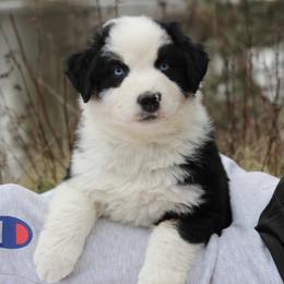Midnight - Black tri-color female Australian Shepherd puppy in Noxon, Montana from MITIN Aussies AKC Standard Australian Shepherds
