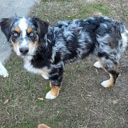 Australian Shepherd All Grown Up from Flowertown Aussies