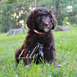 Lily - Sable female Aussiedoodle puppy in Kings Mountain, North Carolina from Champion Farms Doodles