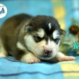 Keira - Seal and white female Alaskan Malamute puppy in Kingston, Tennessee from North Shore Alaskan Malamutes